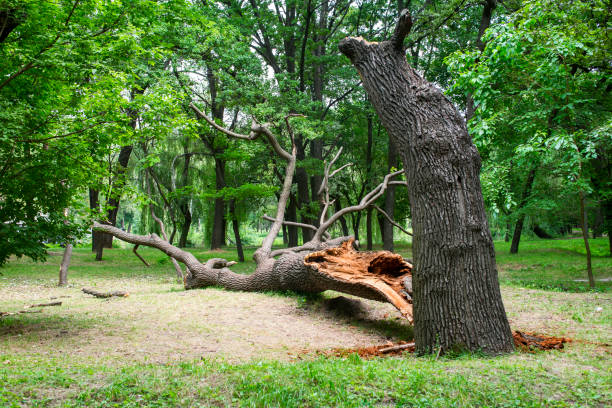 How Our Tree Care Process Works  in  Harwich Center, MA